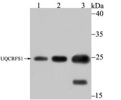 UQCRFS1 Antibody (JG62-31), Novus Biologicals 100 &mu;l; Unconjugated:Antibodies,